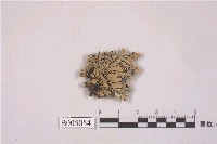 藏品(袋梅衣屬)的圖片